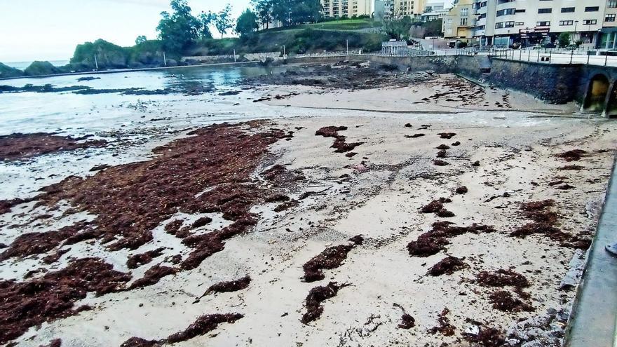 La playa de Santa Cruz, llena de las algas pardas tras los temporales | I.R.