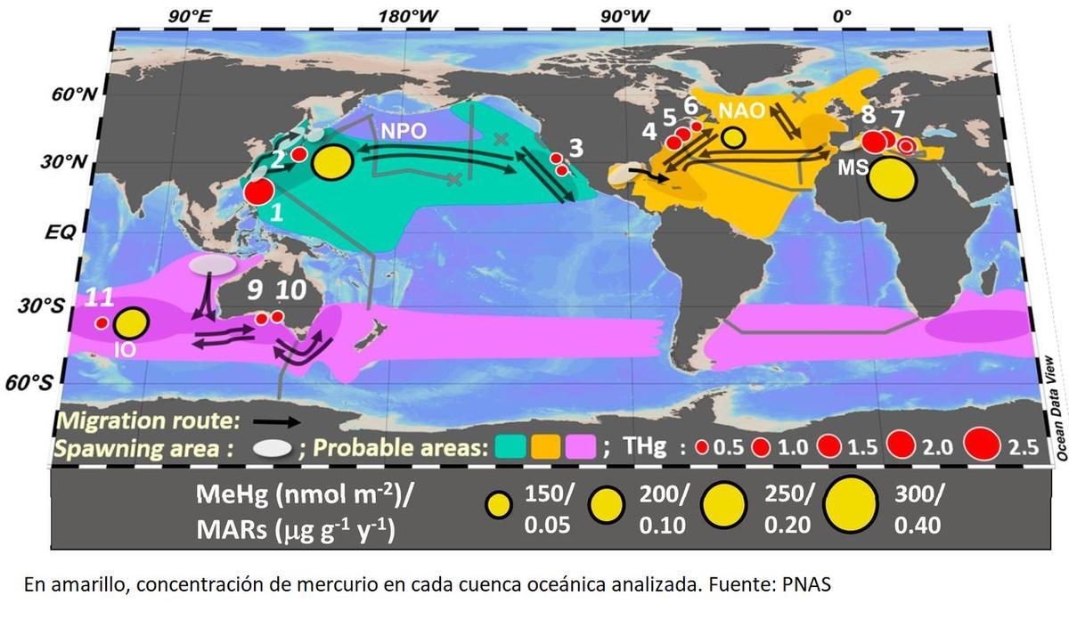 El atún del Mediterráneo, el más contaminado del mundo por mercurio