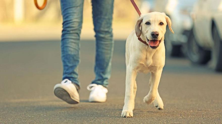 Imagen de archivo de un perro siendo paseado por su dueño.
