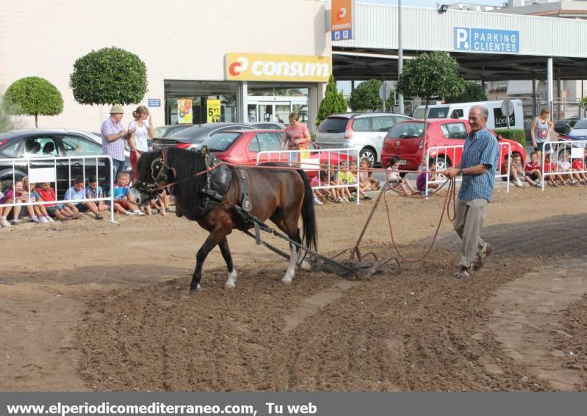GALERÍA DE FOTOS - Tradición y novedades en la Fira Agrícola de Nules