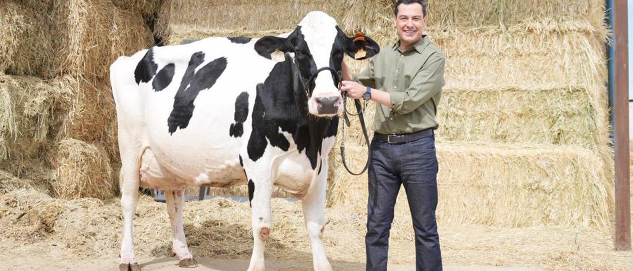 Juanma Moreno, con la vaca &#039;Fadie&#039; en la explotación ganadera El Cruce de Añora.