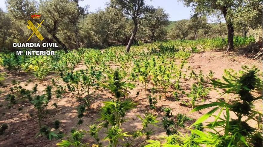 Villar de Farfón, una plantación de marihuana en pleno monte