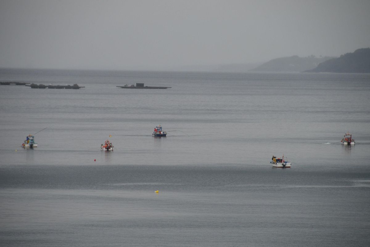 Una imagen de barcos del marisqueo a flote de Bueu.