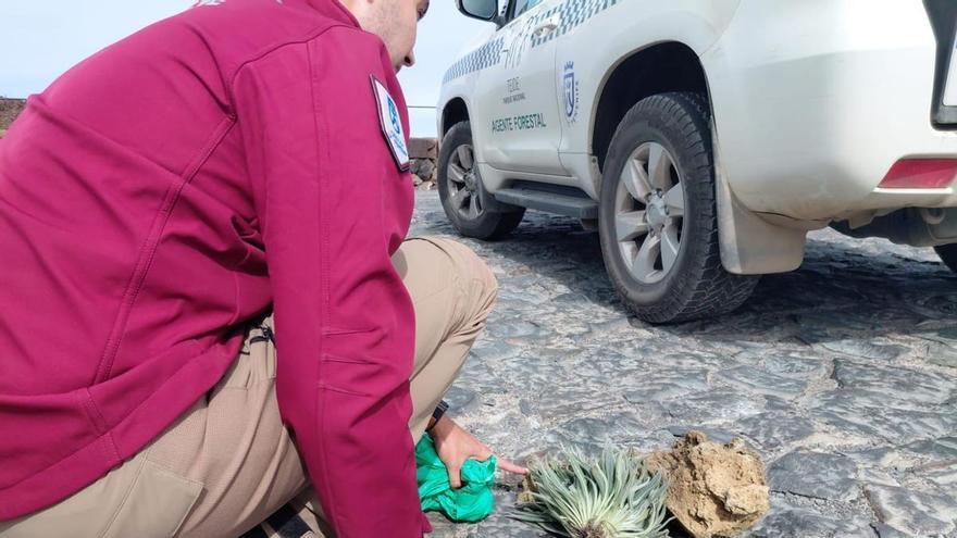El refuerzo de vigilancia en el Teide intercepta a dos turistas que intentaban expoliar flora y rocas volcánicas