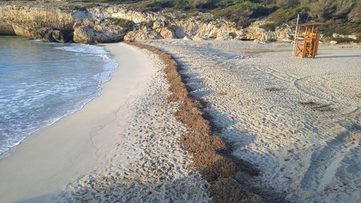 Playas en Mallorca: Así ha logrado Manacor recuperar seis metros de arena en sus playas