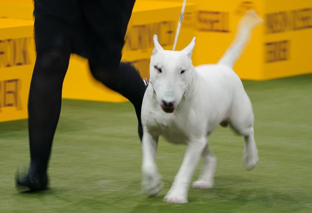 Les millors fotos del concurs de gossos Westminster Kennel Club Dog Show 2020