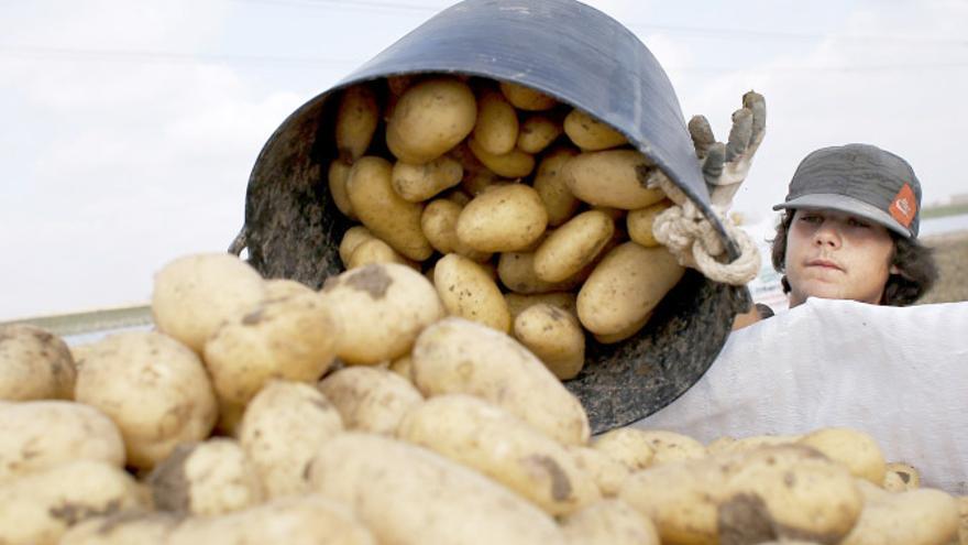 Un agricultor recolecta patatas en el campo. / Efe