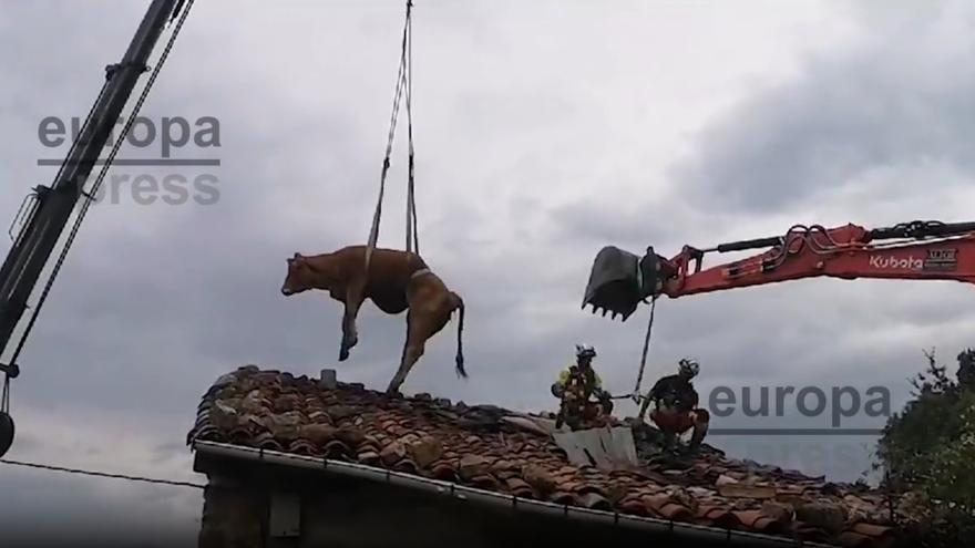 Dos vacas son rescatadas de un tejado por los bomberos