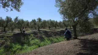 El Instituto de Agricultura Sostenible de Córdoba destaca la importancia de la conservación del suelo