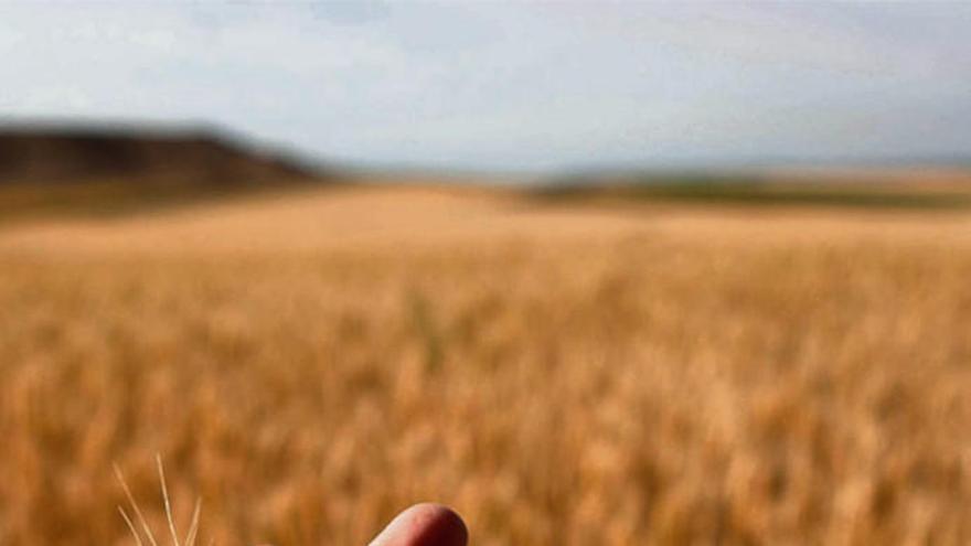 Un agricultor muestra una espiga durante la cosecha adelantada por la sequía. |