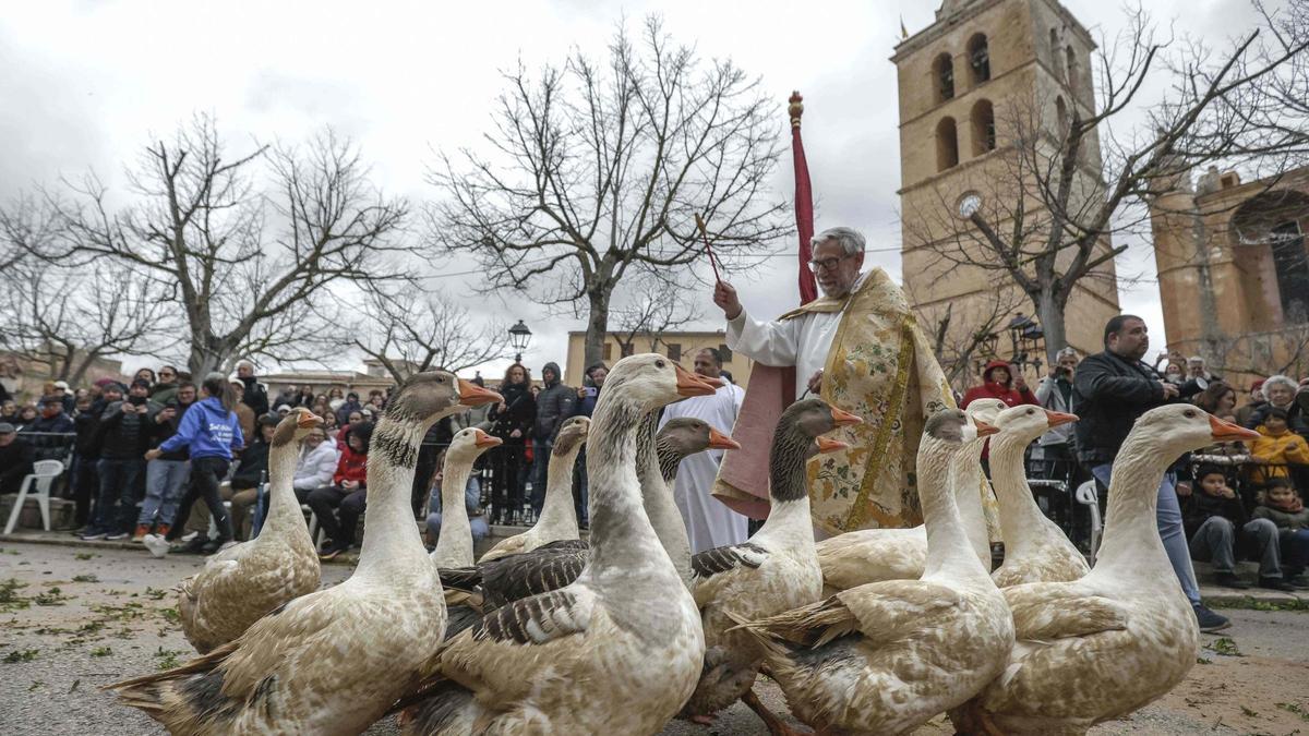 Beneïdes de Muro en el Sant Antoni de 2025