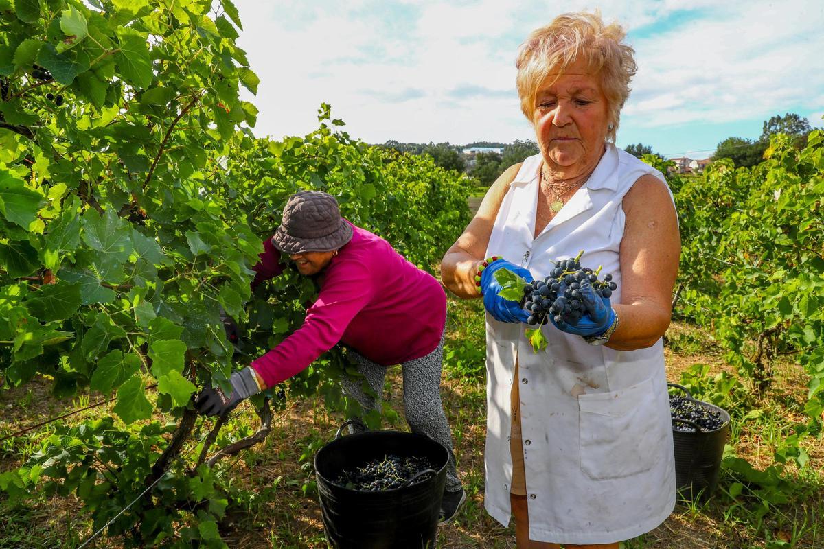 Una mujer muestra un buen racimo de tinto "folla redonda".