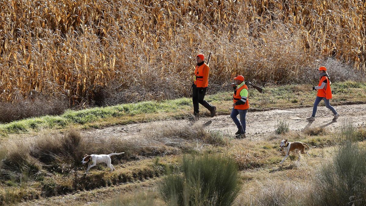 Desarrollo de una batida de la cuadrilla de 'Los Civiles' en la Finca Almalech, en Salillas, Huesca.