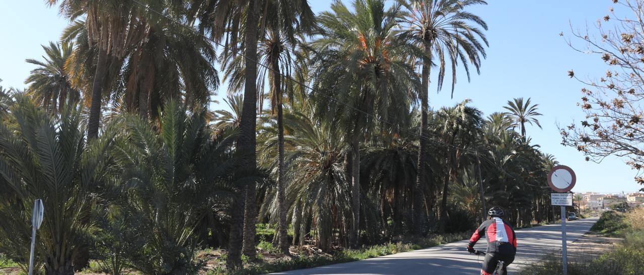 Palmeral de Elche