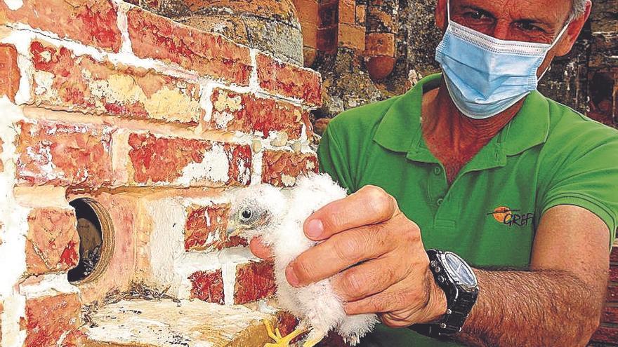 Un miembro del Grefa muestra un pollo de cernícalo primilla.