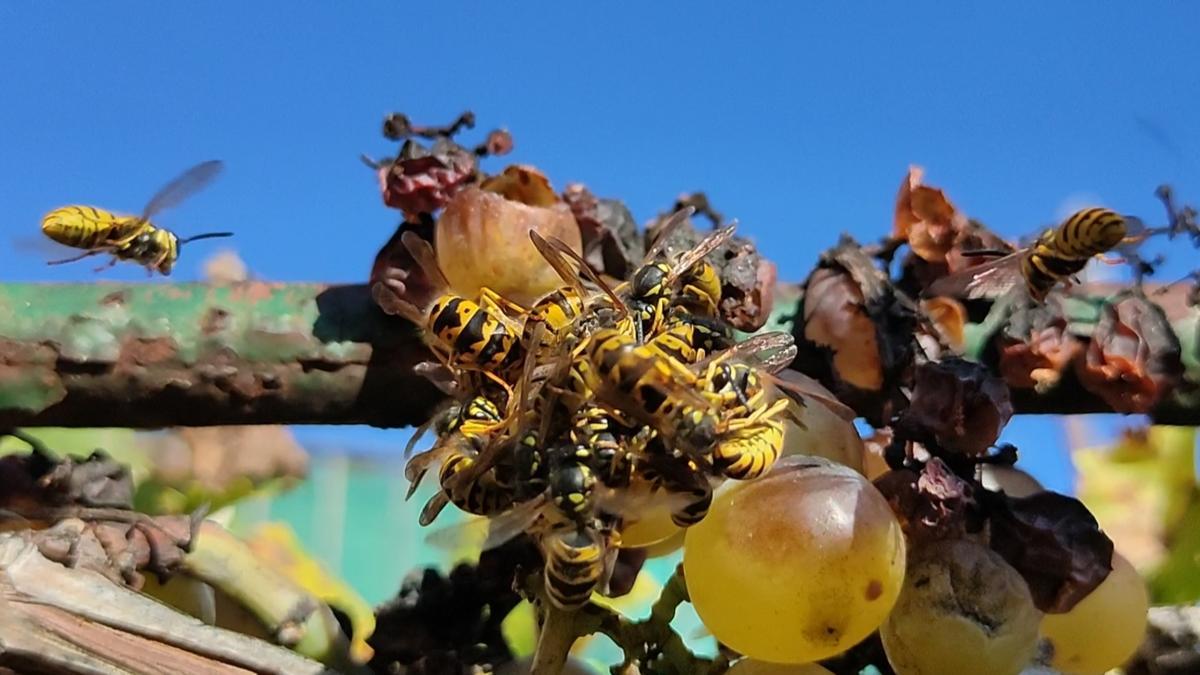 Grup de vespes cruspint-se un gra de raïm a Cardona