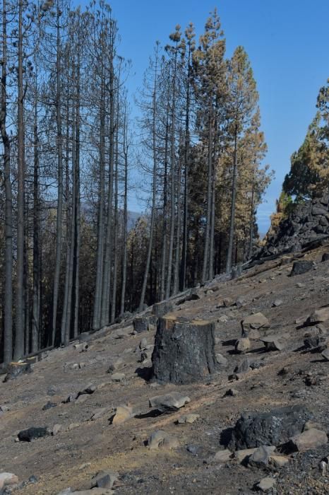 Quemas prescritas por el Cabildo de Gran Canaria