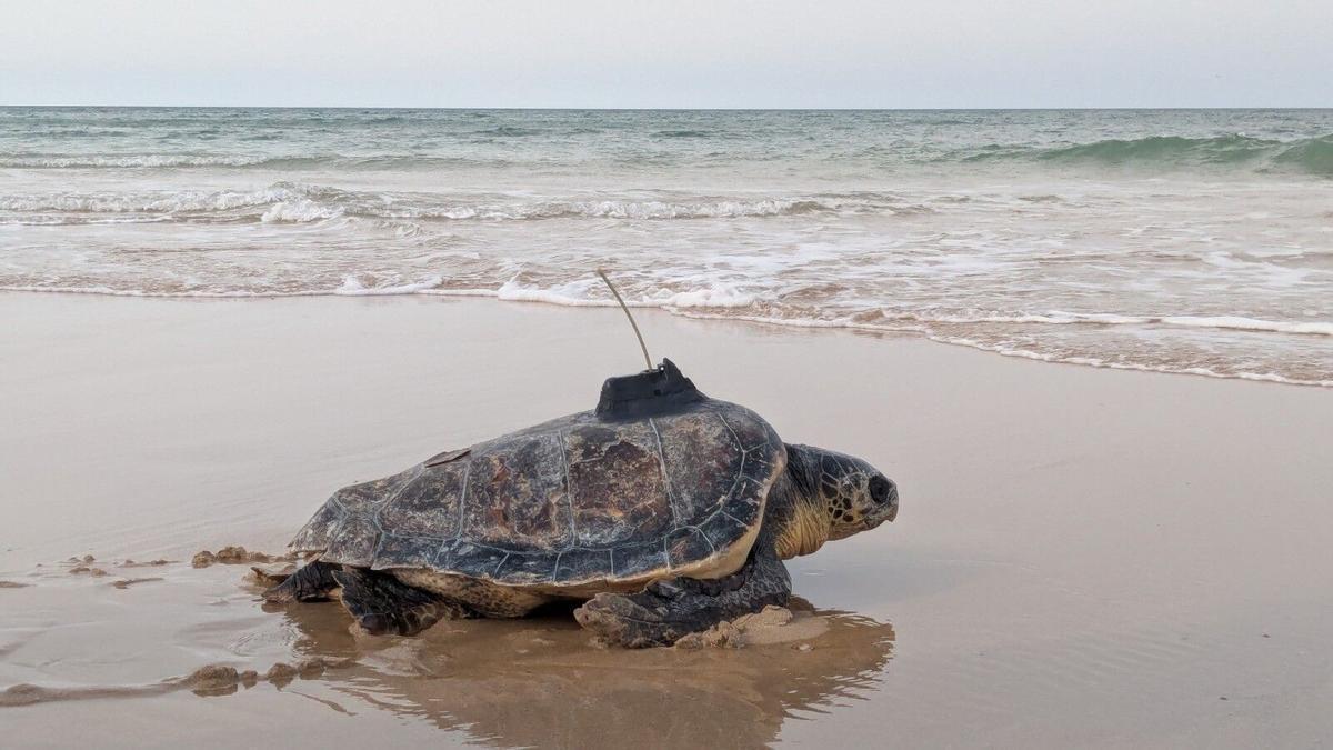 Ejemplar de tortuga boba soltado al mar en este 2026.