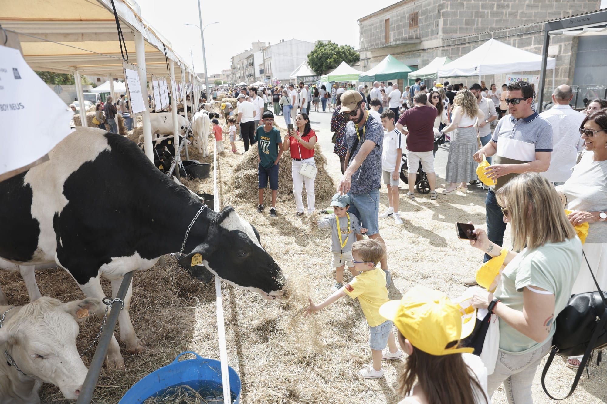 FOTOS | Las ferias de este domingo en distintos pueblos de Mallorca, en imágenes