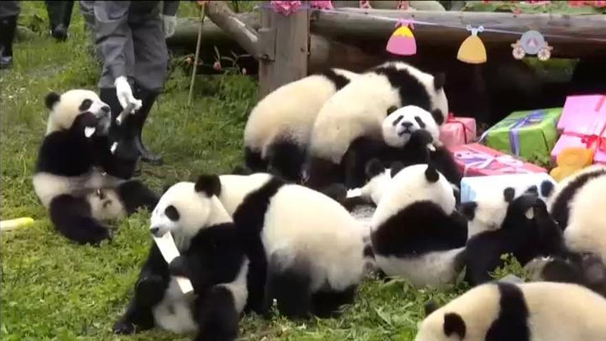 Así fue la divertida fiesta de cumpleaños de 18 osos panda