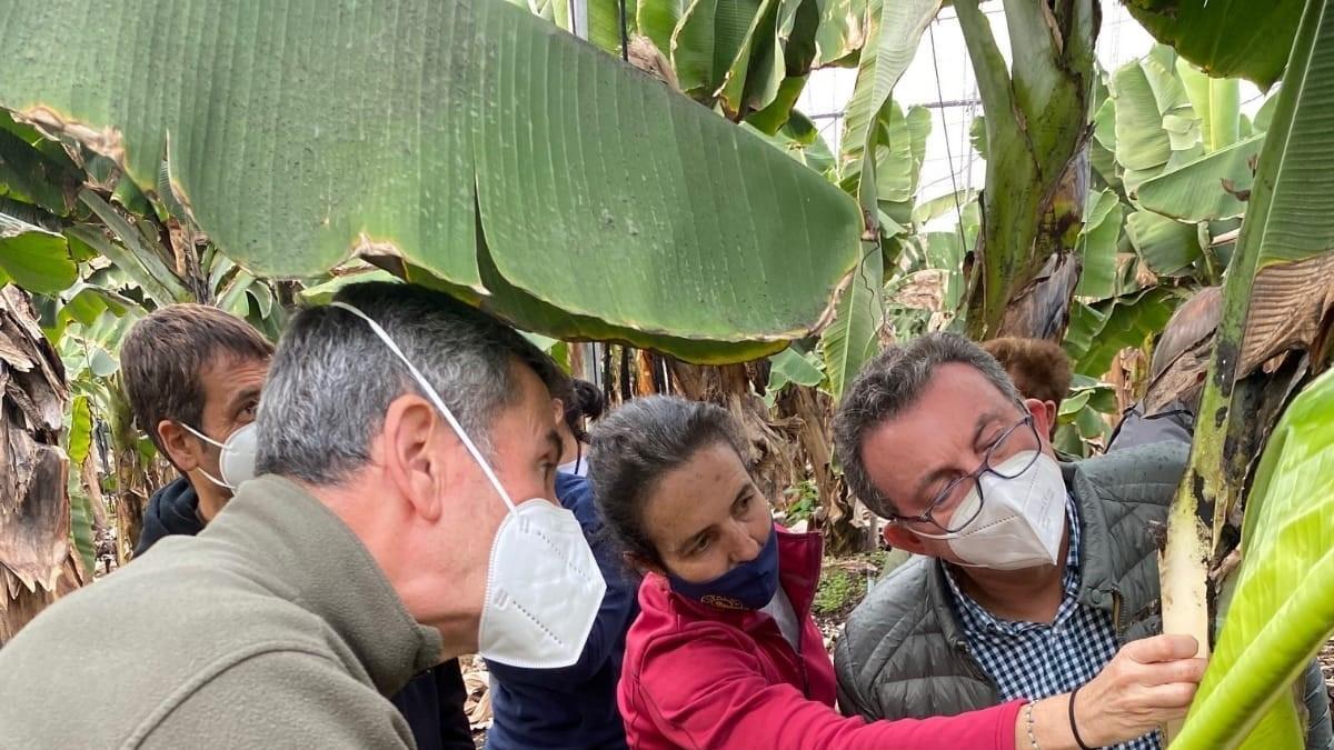 Archivo - Técnicos de agricultura evalúan el impacto de la erupción en las plataneras