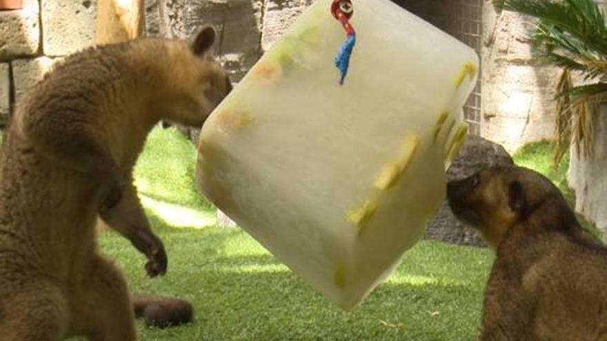 «Helados» gigantes para combatir el calor en Mundomar