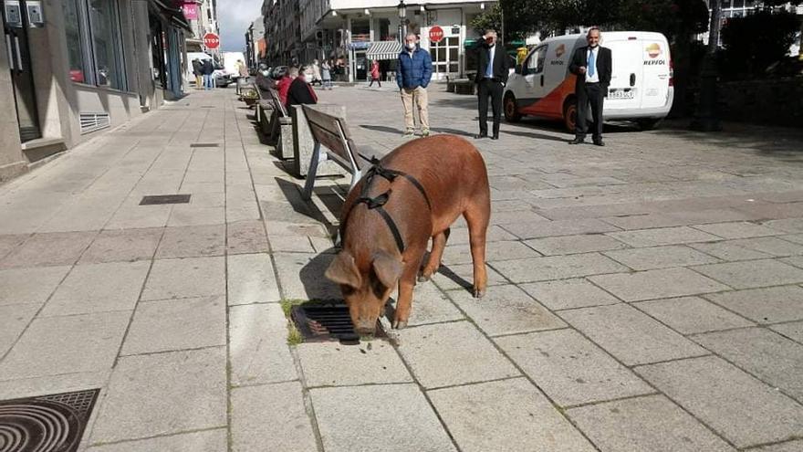 El cerdo de paseo en la Praza da Igrexa de Lalín.