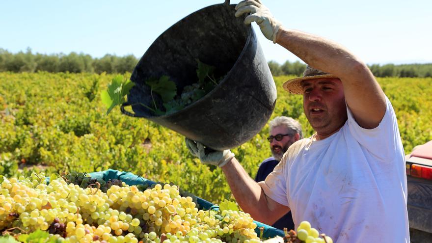 El coste del seguro de uva para vino descenderá más del 20%