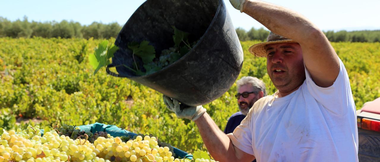 Un viticultor descarga en un remolque uva de la variedad Pedro Ximénez.