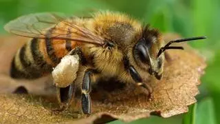 Así es el primer insecto del mundo en conseguir derechos legales: las abejas sin aguijón del Amazonas
