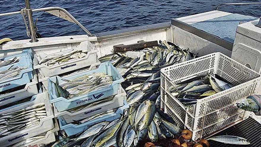 Imagen de la cubierta de un barco &#039;llampuguer&#039; tras realizar una buena captura la semana pasada.