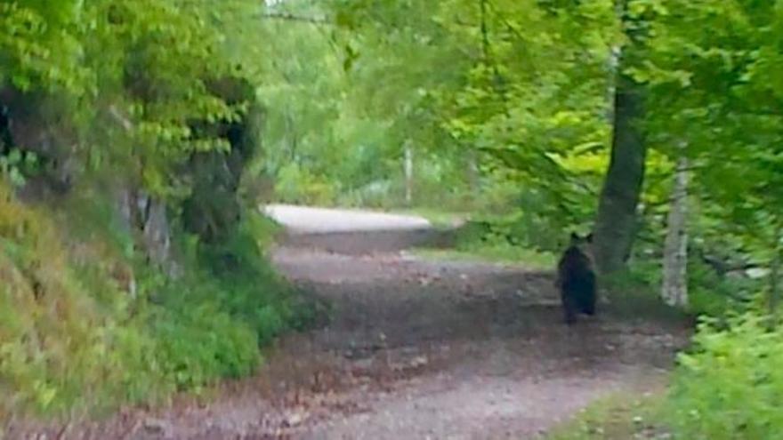 Vídeo: Avistan un oso en la ruta de Brañagallones, en Caso