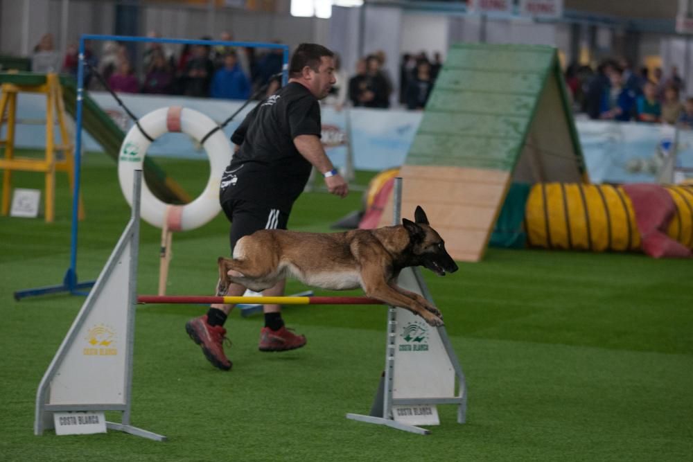 La Mascotada da brillo a Expocachorro