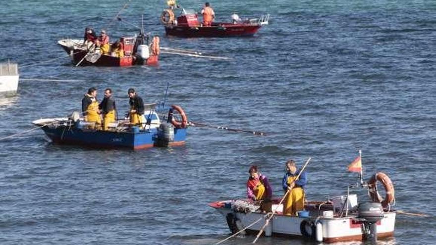 Embarcaciones de marisqueo a flote en la ría de Vigo. // José Lores