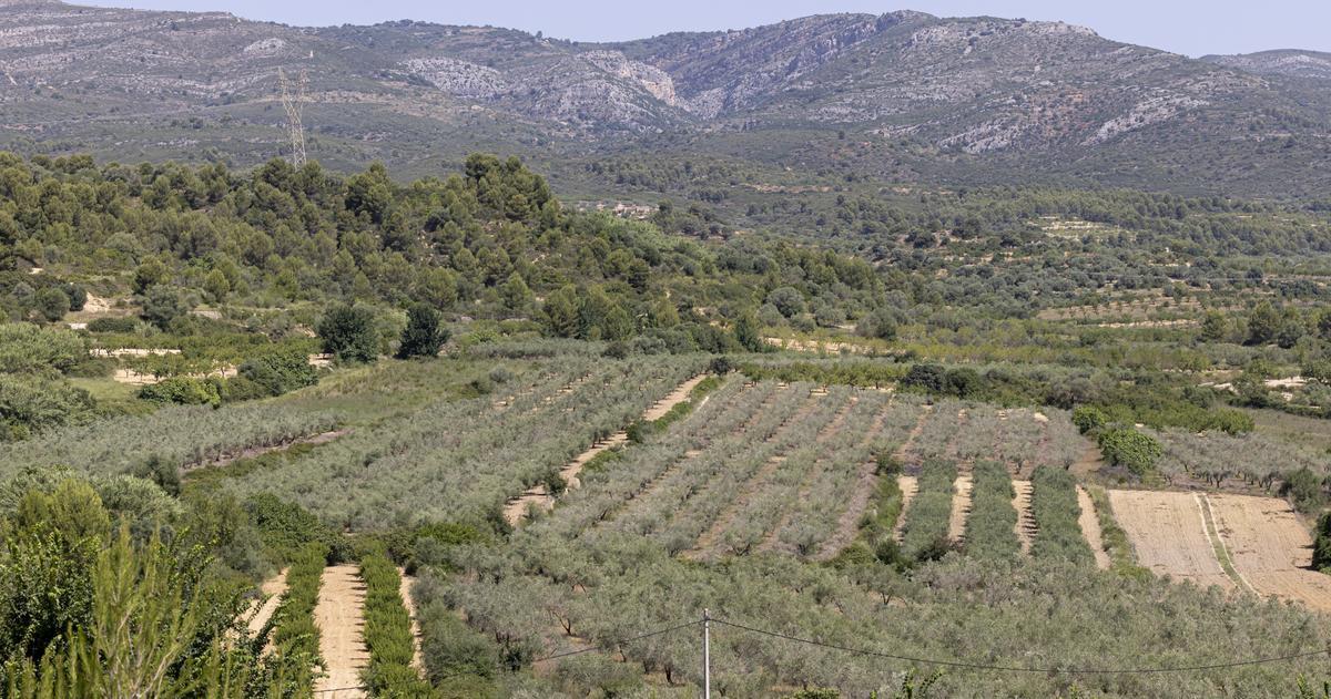 Olivos en el municipio