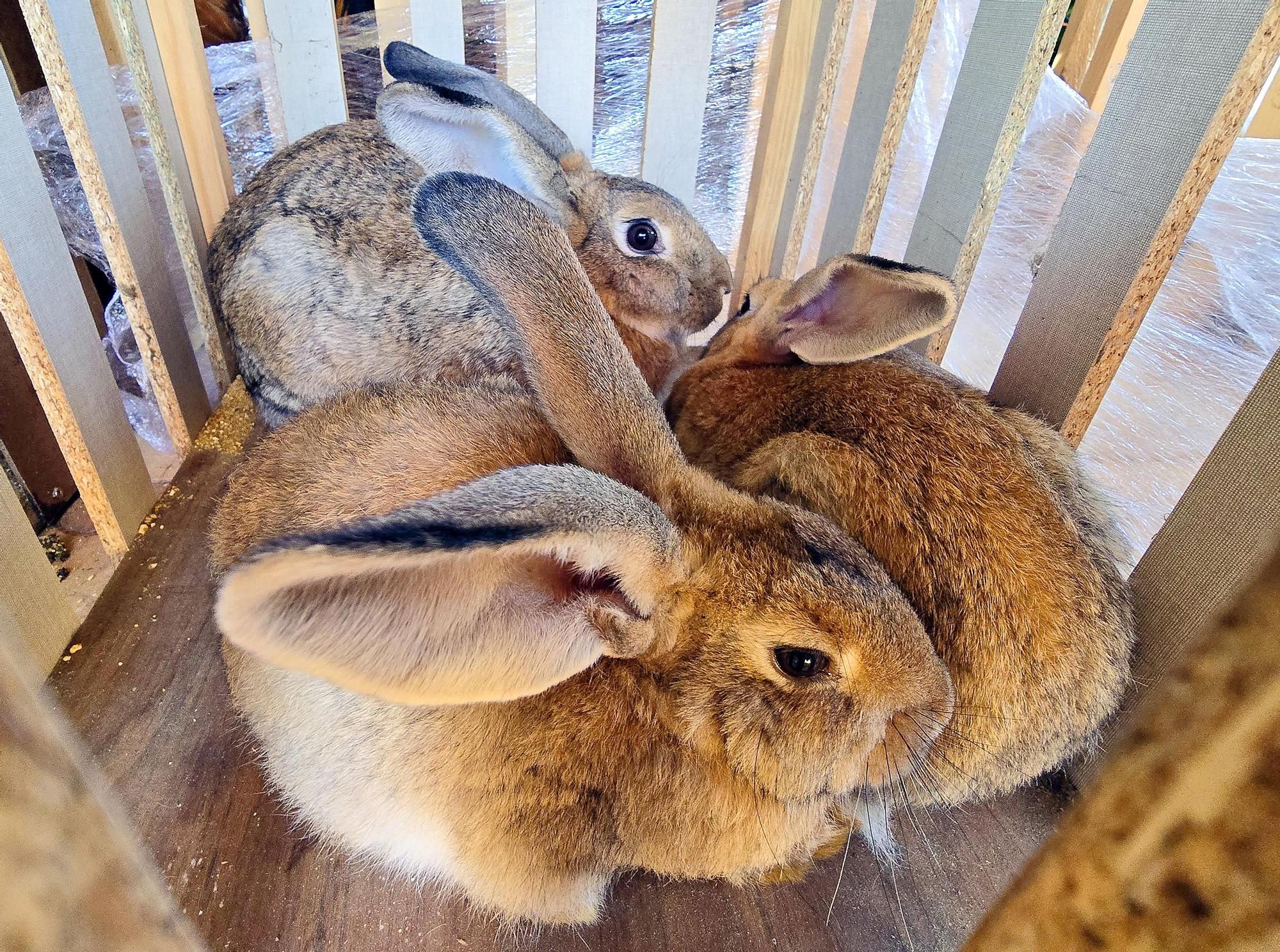 Tradicional procesión en San Miguel de Peitieiros