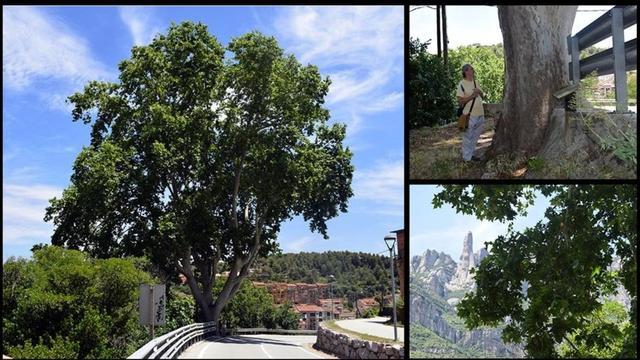 arbol madridejos  platano gibert monistrol