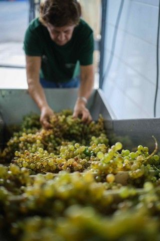 Vendimia en La Orotava, en los terrenos de bodega tajinaste