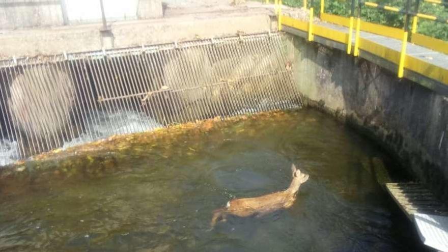 La corza en el sifón del canal del Narcea, a la altura de Pipe.