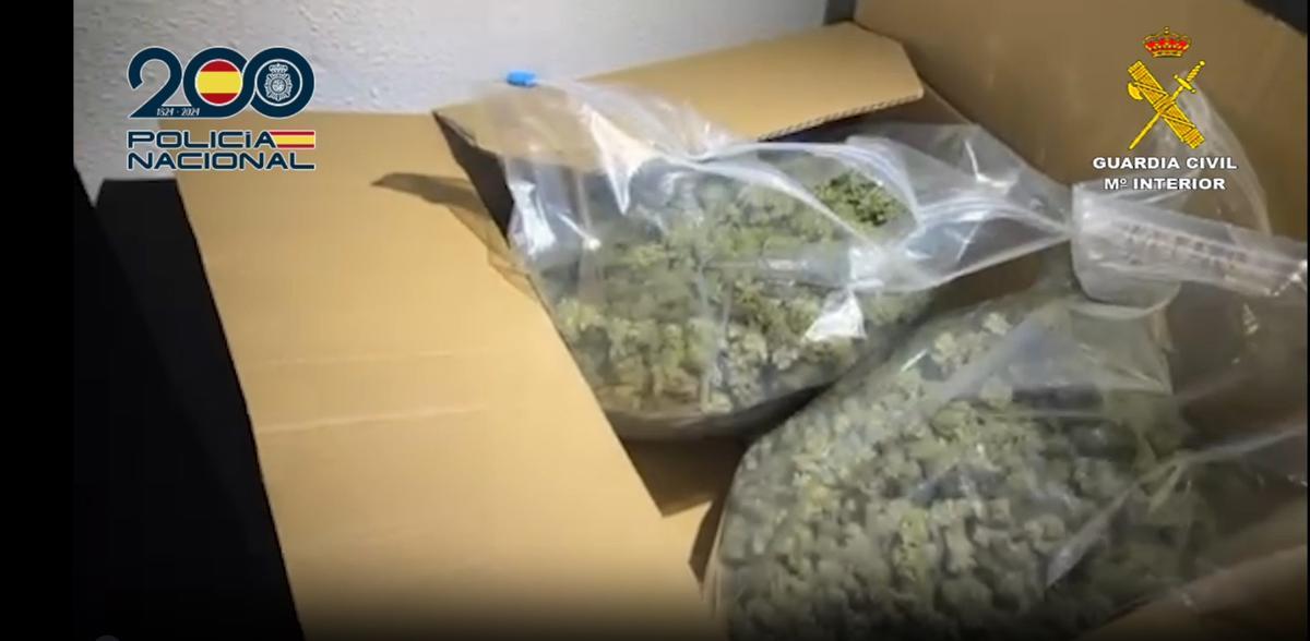 Cogollos de marihuana intervenidos