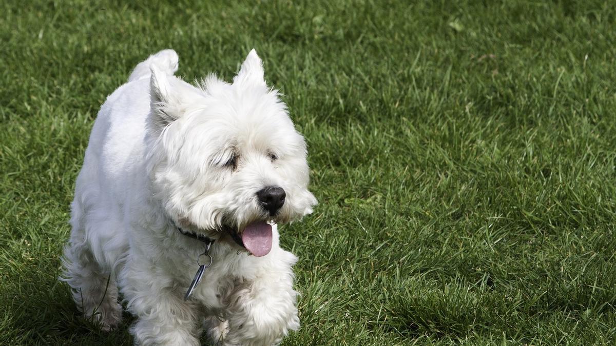 West Highland white terrier: una de las razas de perros &quot;mini&quot; que no crecen mucho