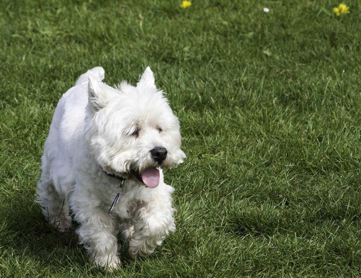 West Highland white terrier: una de las razas de perros &quot;mini&quot; que no crecen mucho