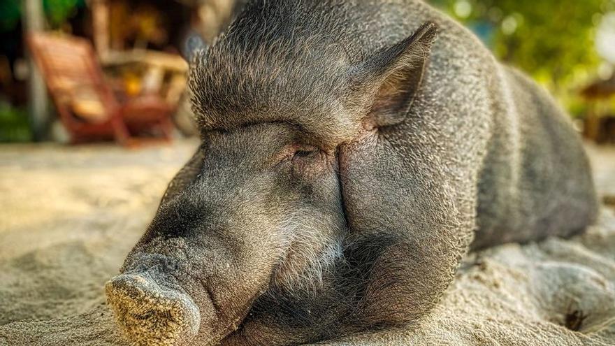 Los cerdos vietnamitas están prohibidos como mascotas.