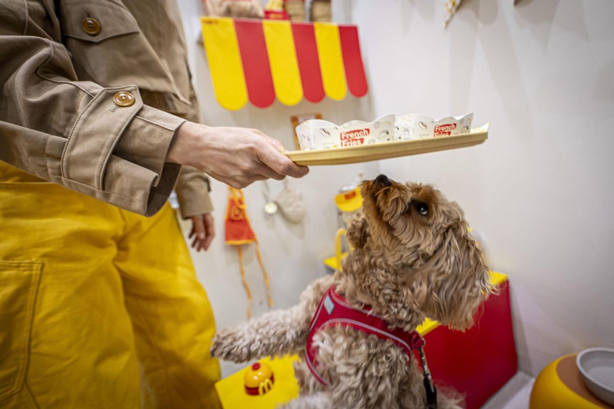 Barcelona 25/09/2025 Barcelona. Happy Meals para perros. La cafetería para perros Voilà Concept (la que hicimos hace tiempo los capuchinos perrunos) ahora monta una pop-up en la que ofrece hamburguesas y nuggets para perros, a lo happy meal. Son bastante vistosos. AUTOR: MANU MITRU