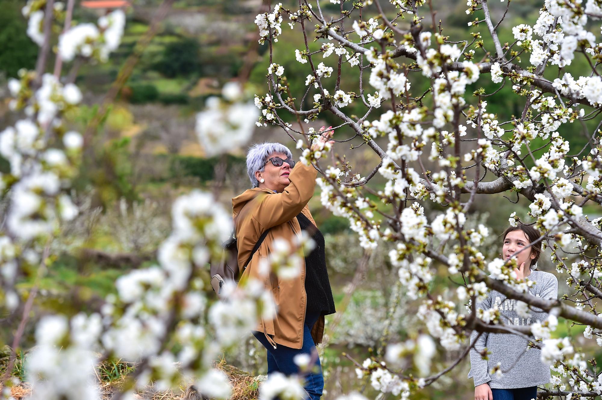 GALERÍA | El Jerte empieza a florecer