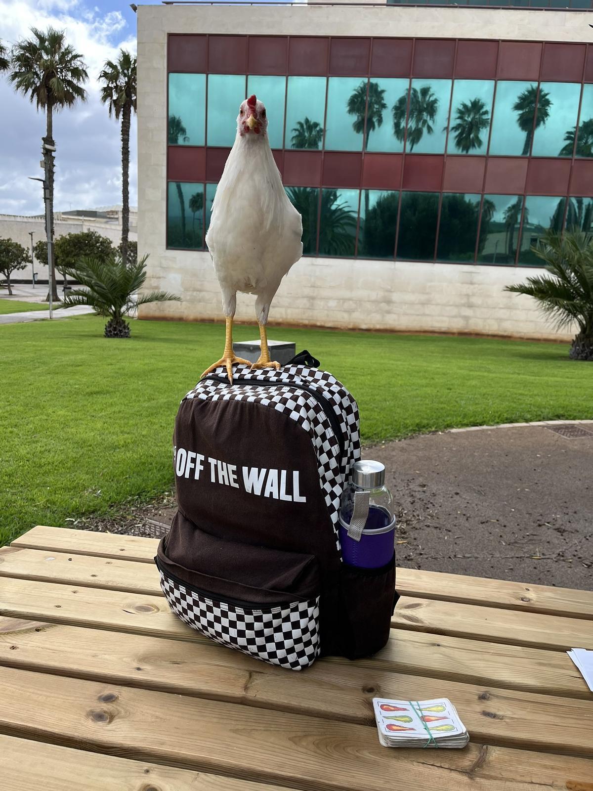 Una de las gallinas subidas en una mochila de un alumno del Campus de Guajara.