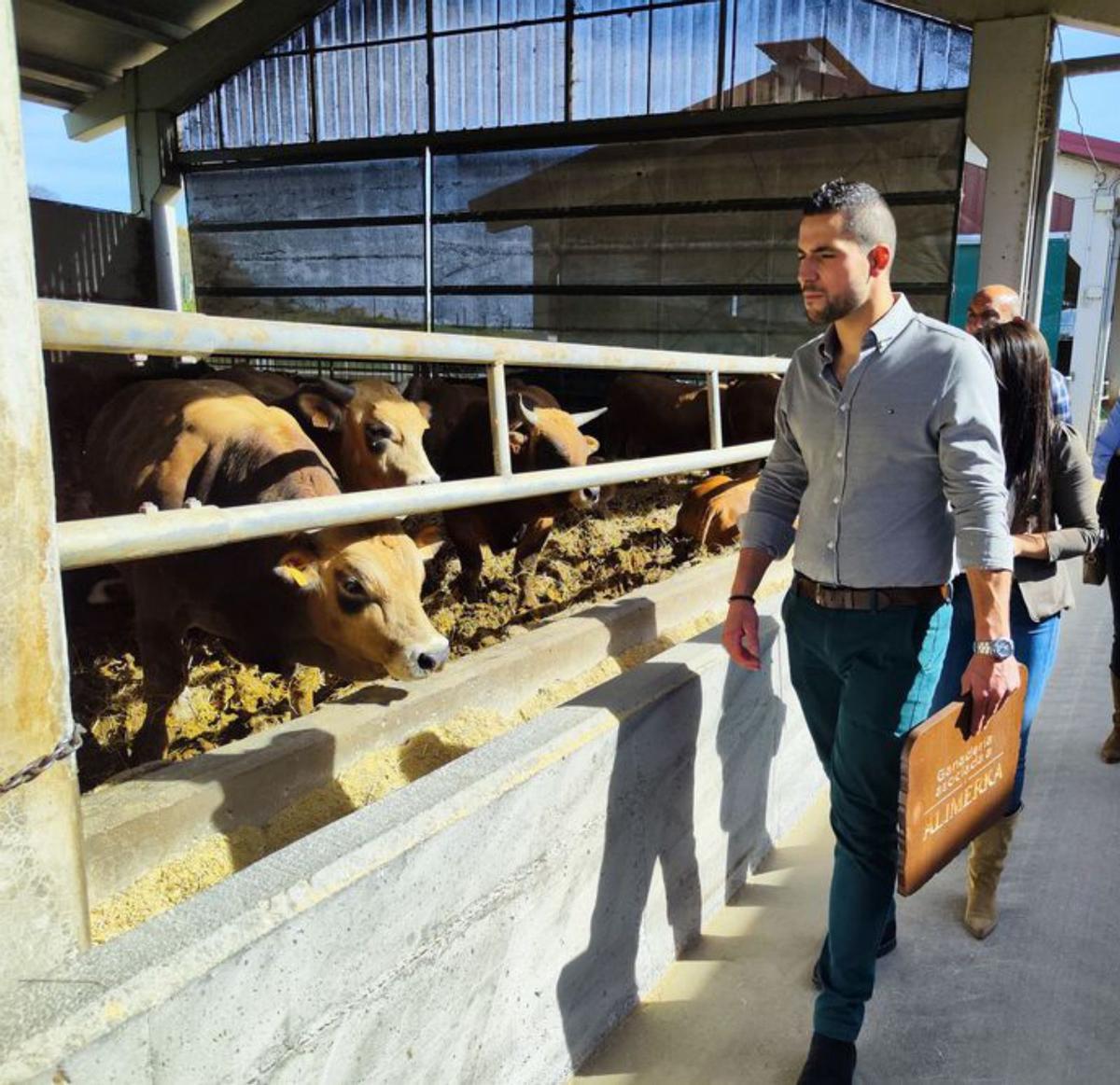 Alimerka comprará toda la producción de terneros IGP a ocho ganaderías de la región 