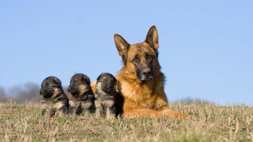 Un pastor alemán con sus cachorros