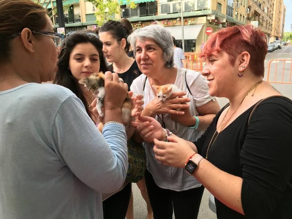 La protectora APAX en Xirivella al Carrer.