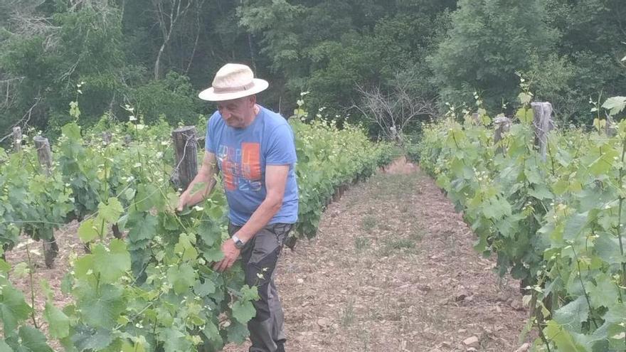 Ibias homenajea a Ovidio López en la XVI Fiesta del Vino: recibirá el galardón “Manuel Oviaño” por mantener viva la tradición vitivinícola del concejo